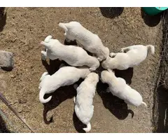 1 female & 2 males Akbash puppies for sale