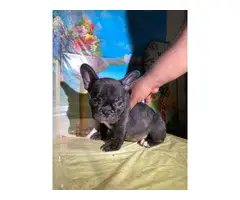 French Bulldog Puppies for sale 4 Girls 1 Boy left