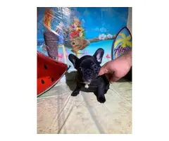 French Bulldog Puppies for sale 4 Girls 1 Boy left - 2
