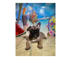 French Bulldog Puppies for sale 4 Girls 1 Boy left - 3
