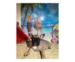 French Bulldog Puppies for sale 4 Girls 1 Boy left - 4