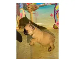 French Bulldog Puppies for sale 4 Girls 1 Boy left - 5