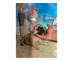 French Bulldog Puppies for sale 4 Girls 1 Boy left - 7
