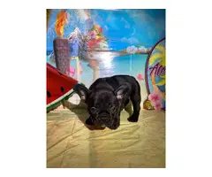 French Bulldog Puppies for sale 4 Girls 1 Boy left - 8