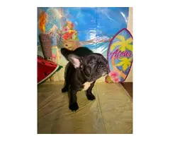 French Bulldog Puppies for sale 4 Girls 1 Boy left - 9