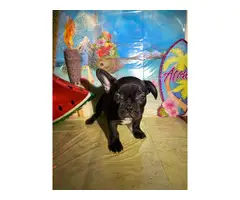 French Bulldog Puppies for sale 4 Girls 1 Boy left - 10
