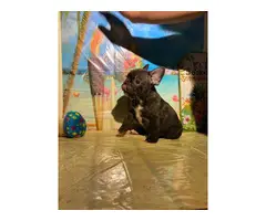 French Bulldog Puppies for sale 4 Girls 1 Boy left - 11