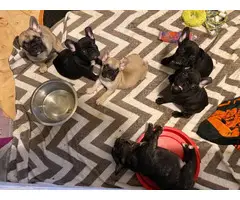 French Bulldog Puppies for sale 4 Girls 1 Boy left - 12