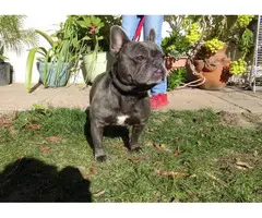 French Bulldog Puppies for sale 4 Girls 1 Boy left - 13