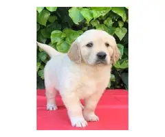 AKc Registered Labrador Retriever Puppies - 3