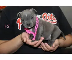 Adorable American pocket bully's puppies for rehoming