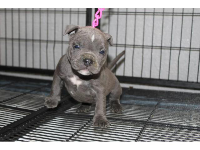 Adorable American pocket bully's puppies for rehoming in