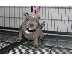 Adorable American pocket bully's puppies for rehoming - 2