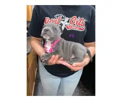Adorable American pocket bully's puppies for rehoming - 3