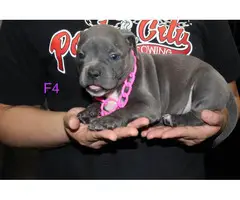 Adorable American pocket bully's puppies for rehoming - 4