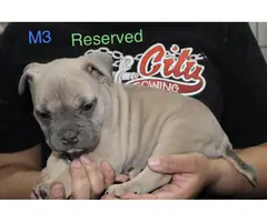 Adorable American pocket bully's puppies for rehoming - 5