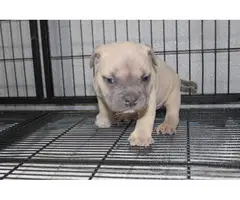 Adorable American pocket bully's puppies for rehoming - 6