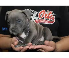 Adorable American pocket bully's puppies for rehoming - 7