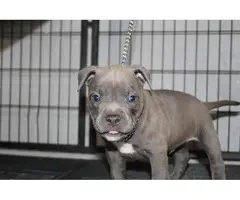Adorable American pocket bully's puppies for rehoming - 8