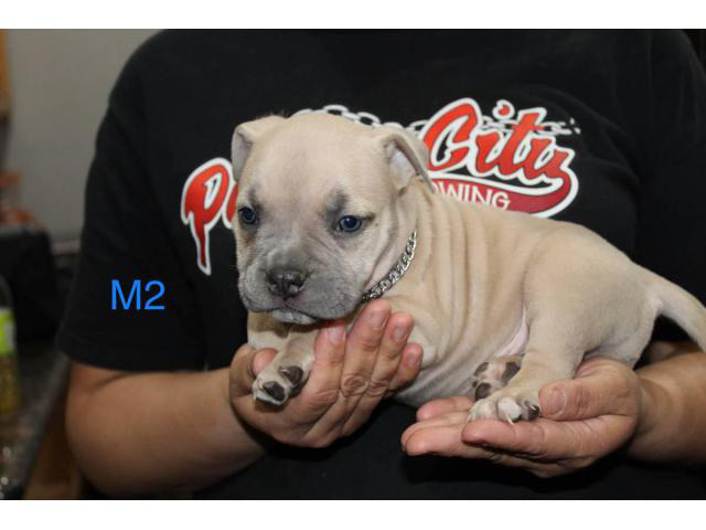 Adorable American pocket bully's puppies for rehoming in Stockton