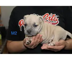 Adorable American pocket bully's puppies for rehoming - 9