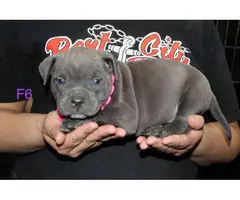 Adorable American pocket bully's puppies for rehoming - 10