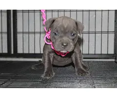 Adorable American pocket bully's puppies for rehoming - 11