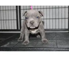 Adorable American pocket bully's puppies for rehoming - 12