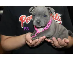 Adorable American pocket bully's puppies for rehoming - 13