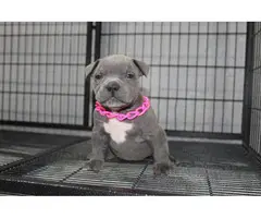 Adorable American pocket bully's puppies for rehoming - 14