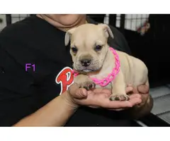 Adorable American pocket bully's puppies for rehoming - 16
