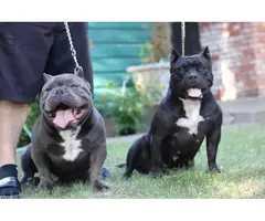 Adorable American pocket bully's puppies for rehoming - 18