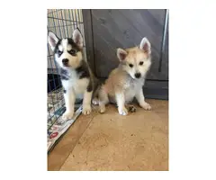 8 weeks old pure-bred husky puppies