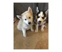 8 weeks old pure-bred husky puppies - 2
