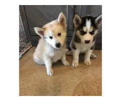 8 weeks old pure-bred husky puppies - 3