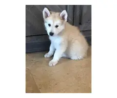 8 weeks old pure-bred husky puppies - 4