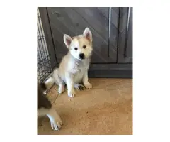 8 weeks old pure-bred husky puppies - 5