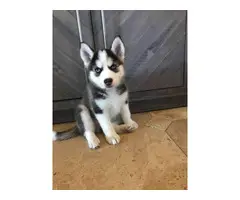 8 weeks old pure-bred husky puppies - 6