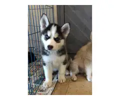 8 weeks old pure-bred husky puppies - 7