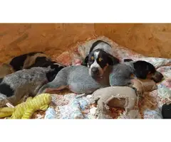 Coonhound puppies for sale - 2