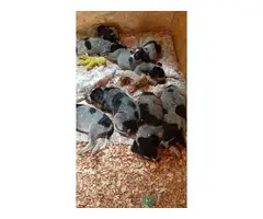 Coonhound puppies for sale - 3