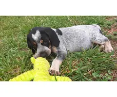 Coonhound puppies for sale - 4