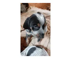 Coonhound puppies for sale - 5
