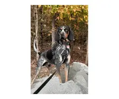 Coonhound puppies for sale - 7