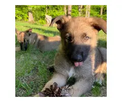 A litter of AKC GSD puppies eight weeks old