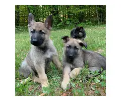 A litter of AKC GSD puppies eight weeks old - 2