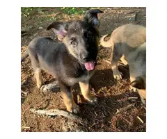 A litter of AKC GSD puppies eight weeks old - 4