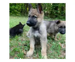 A litter of AKC GSD puppies eight weeks old - 5
