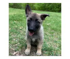 A litter of AKC GSD puppies eight weeks old - 6