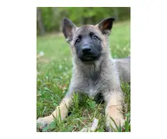 A litter of AKC GSD puppies eight weeks old - 7